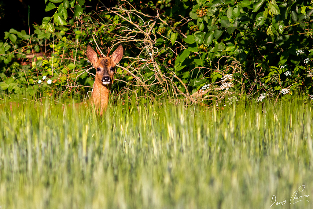 Jeune brocard en lisière de forêt